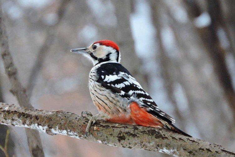 Дятел – фото птицы
