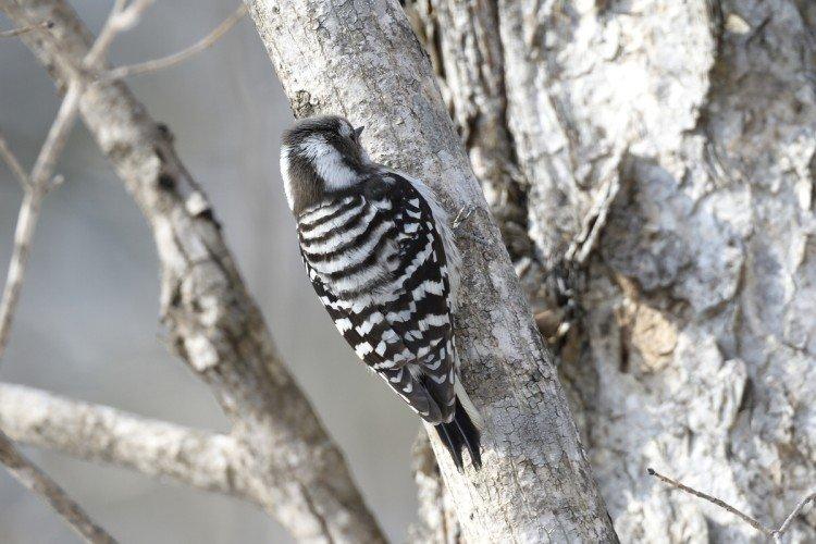 Дятел – фото птицы