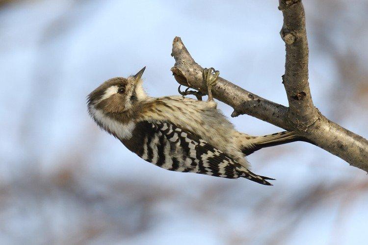 Дятел – фото птицы