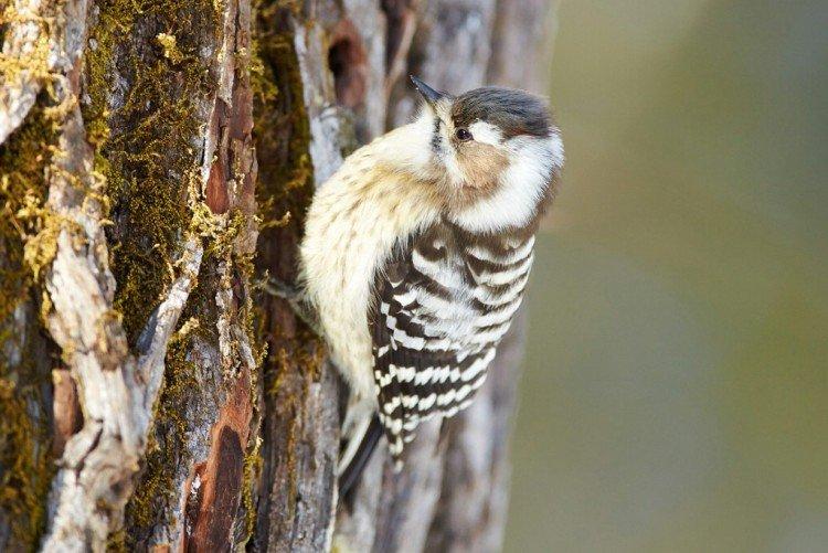Дятел – фото птицы