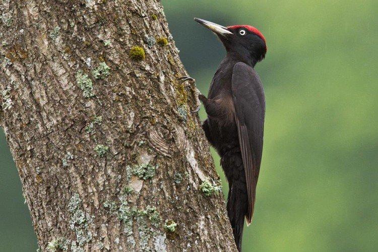 Дятел – фото птицы