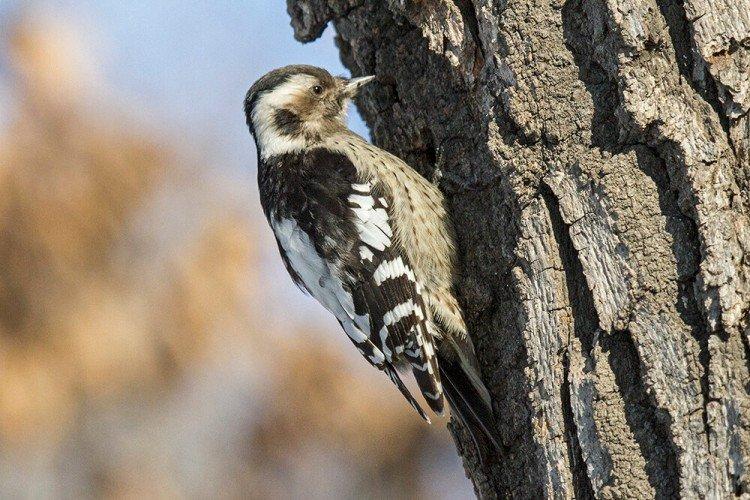 Большой острокрылый дятел