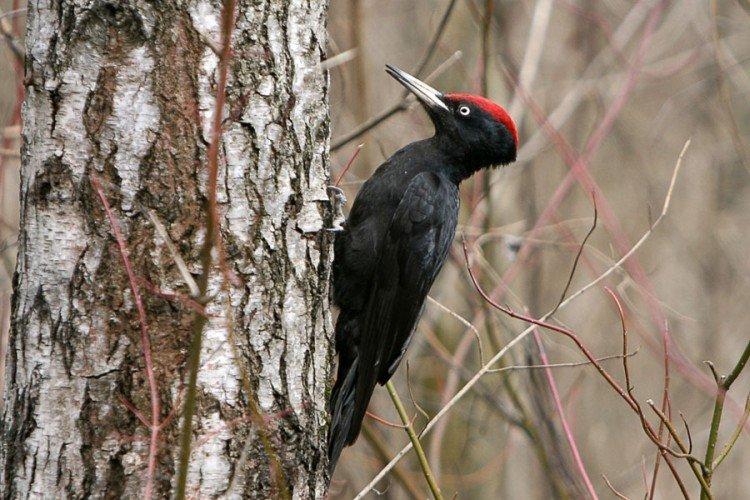 Черный дятел