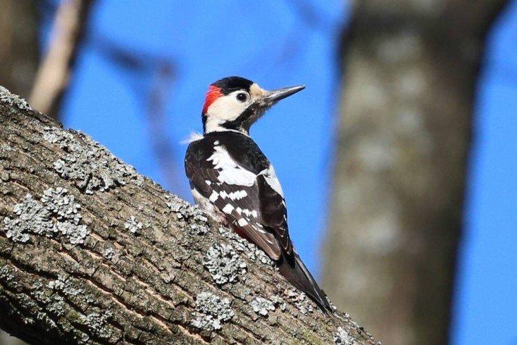 Сирийский дятел