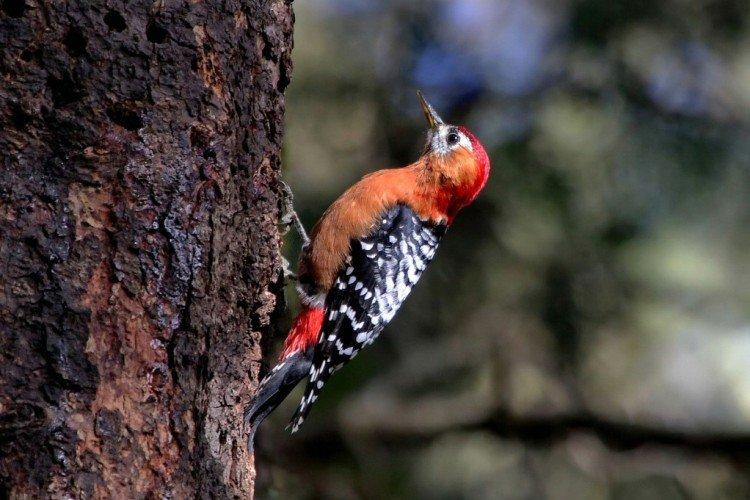 Рыжебрюхий дятел