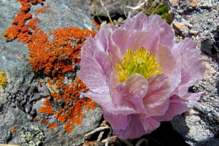 Купальница – фото