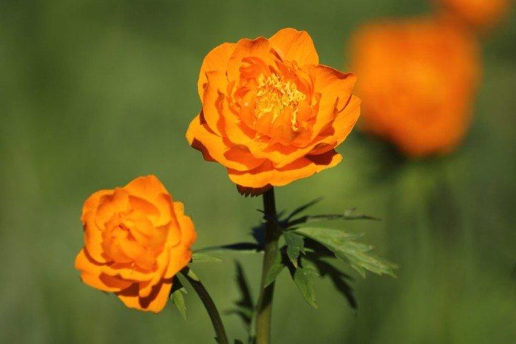 Купальница – фото