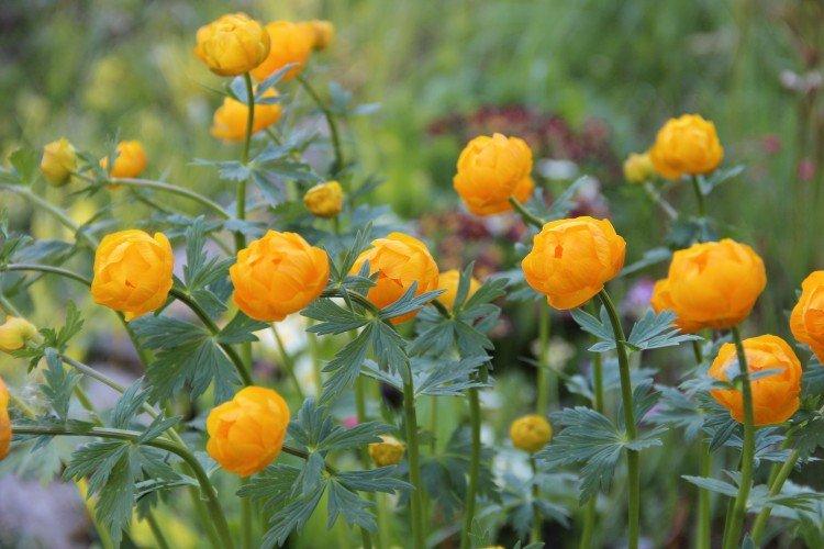 Купальница – фото