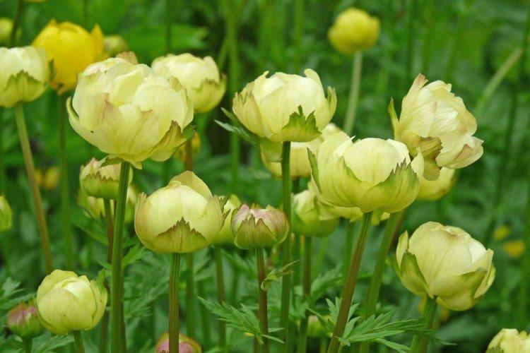 Купальница – фото