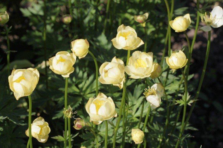 Купальница – фото