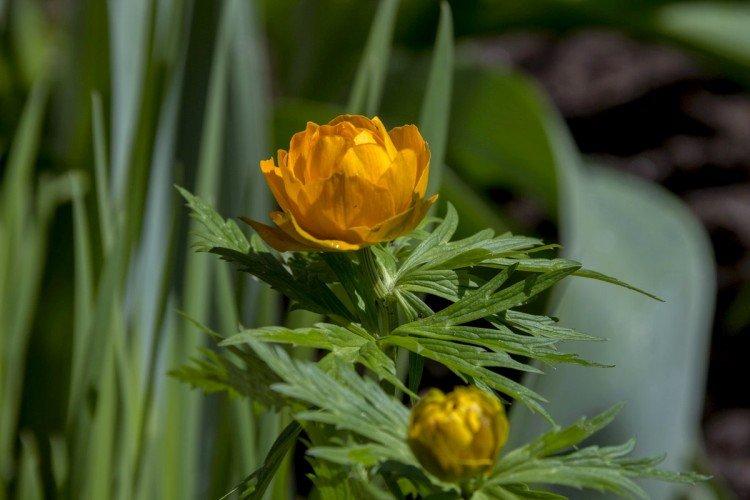 Купальница – фото