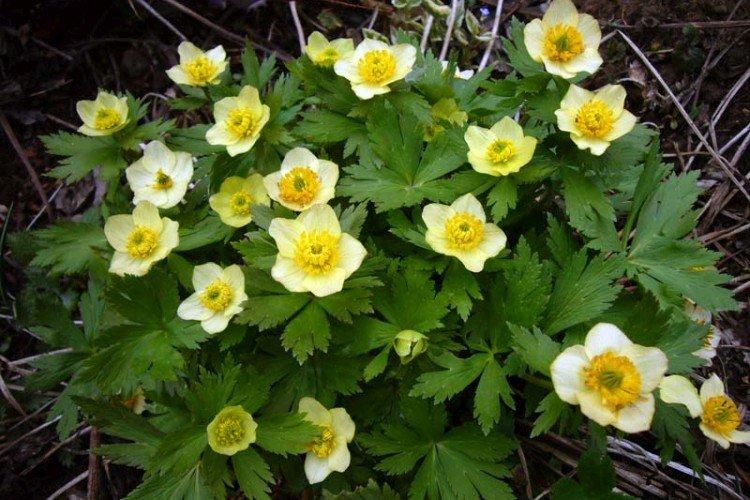 Рыхлая купальница