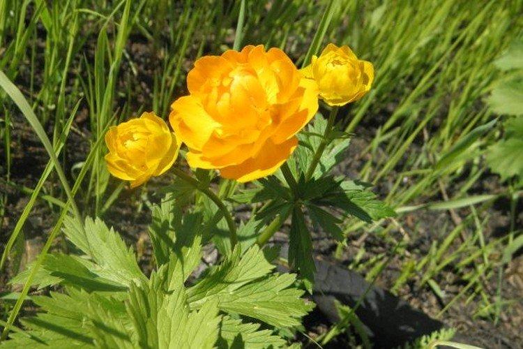 Купальница – фото