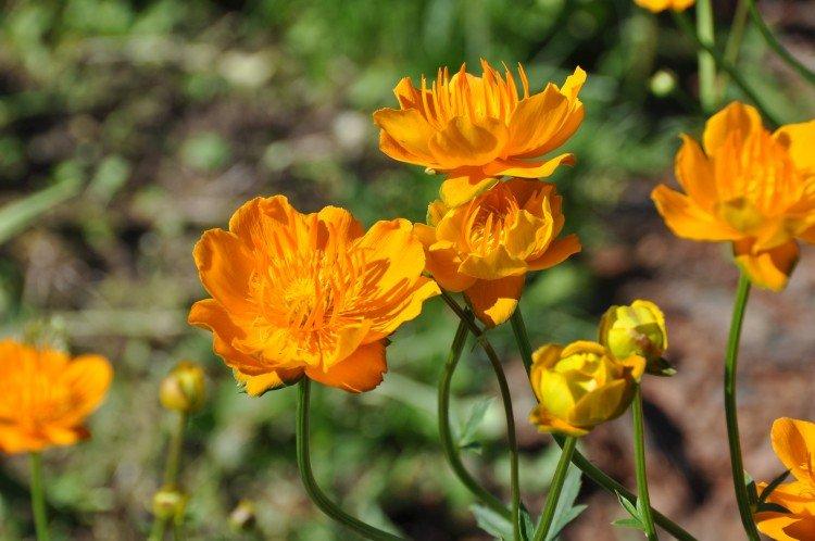 Купальница – фото