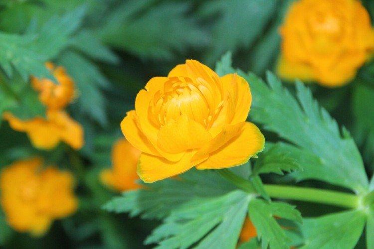 Купальница – фото