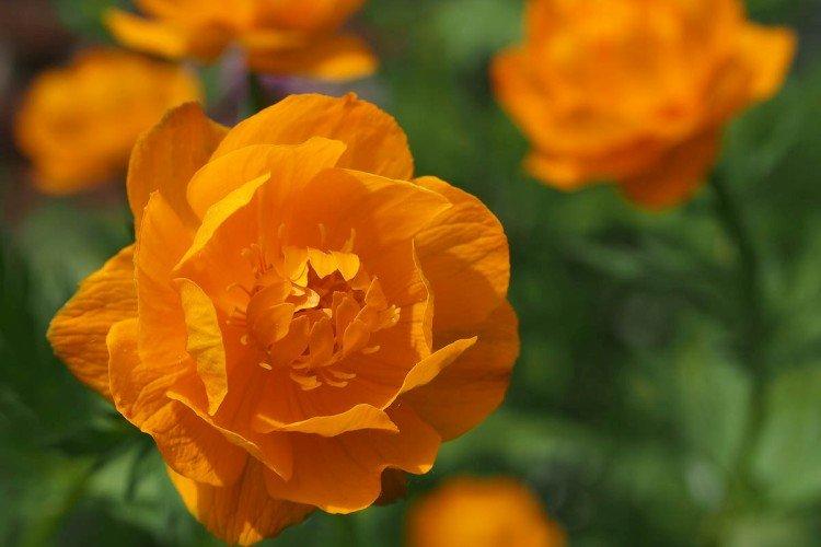 Купальница – фото