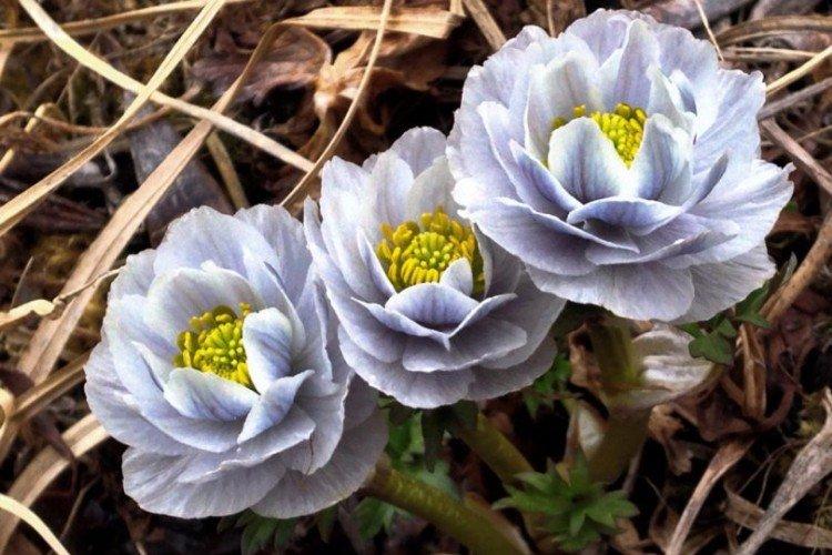 Купальница – фото