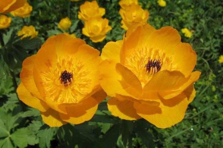 Алтайская купальница