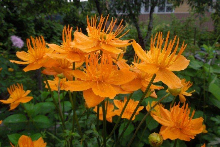 Китайская купальница