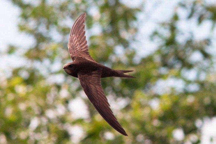 Стриж – фото птицы