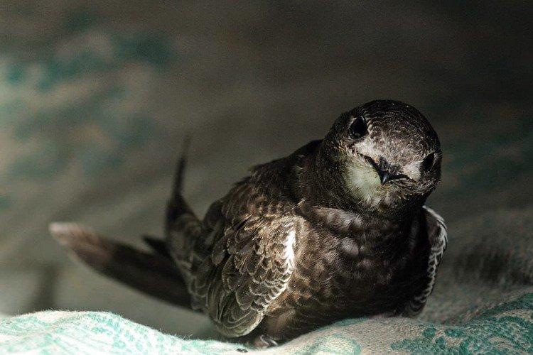 Стриж – фото птицы