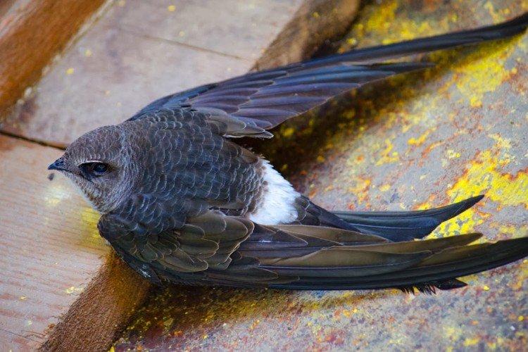 Стриж – фото птицы