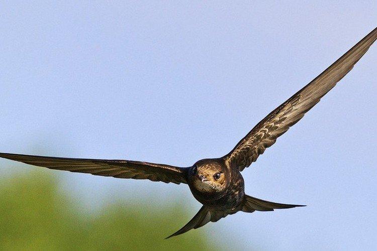 Стриж – фото птицы