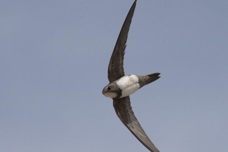 Стриж – фото птицы