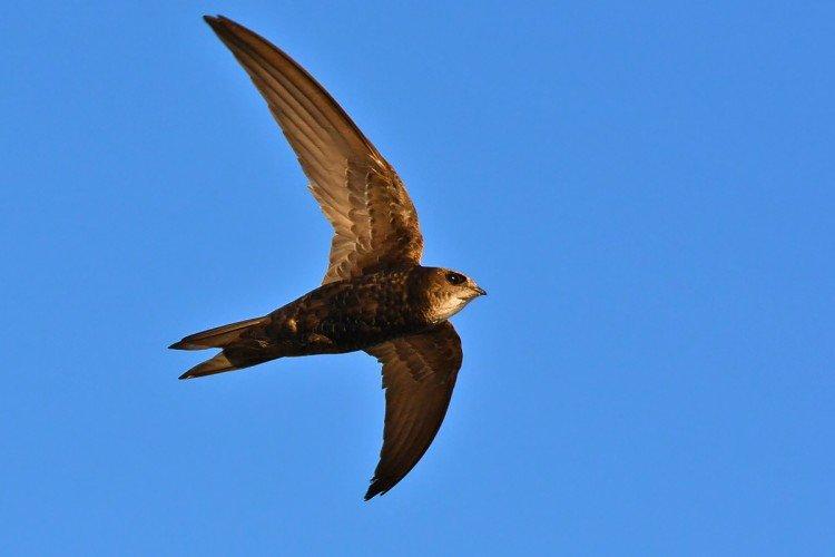 Стриж – фото птицы