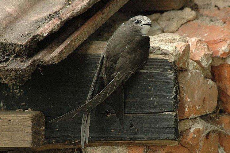 Стриж – фото птицы