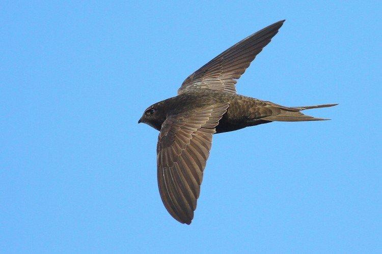 Стриж – фото птицы