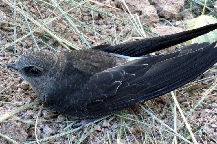 Стриж – фото птицы