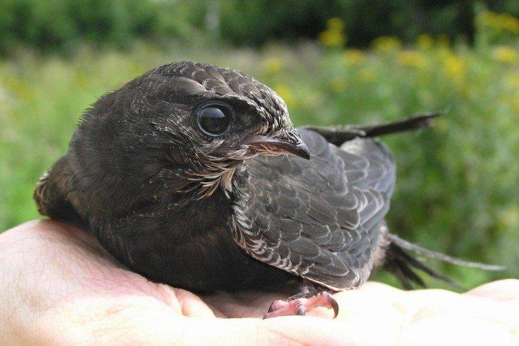 Стриж – фото птицы