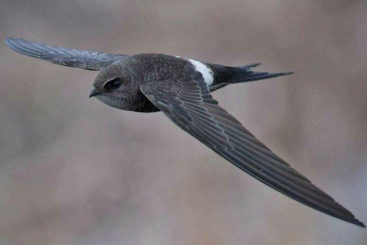 Маневренность