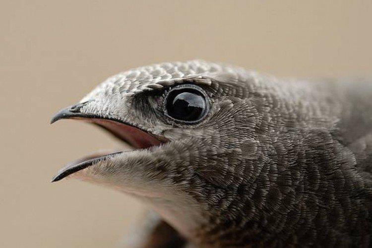 Стриж – фото птицы