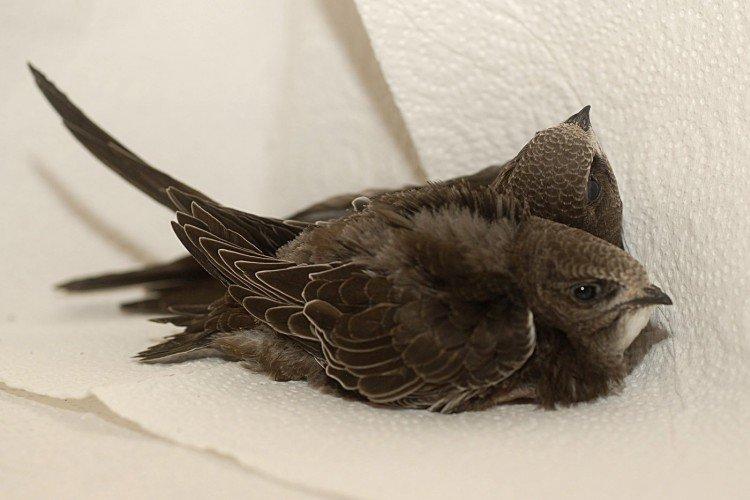 Стриж – фото птицы