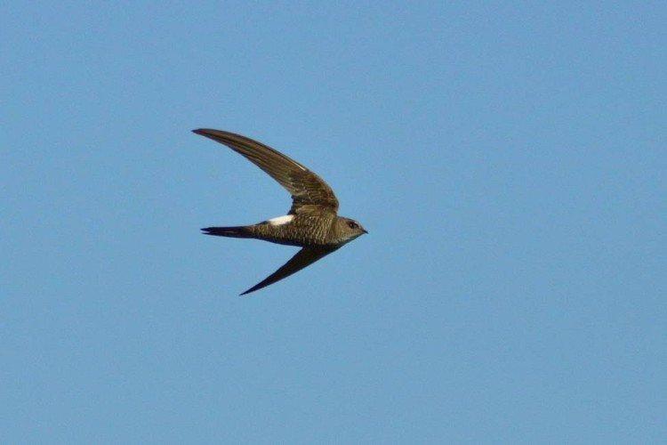 Стриж – фото птицы