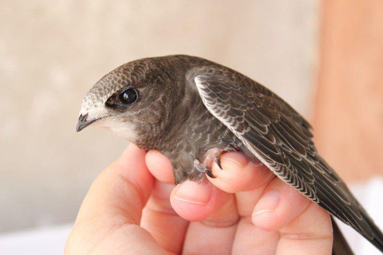 Стриж – фото птицы