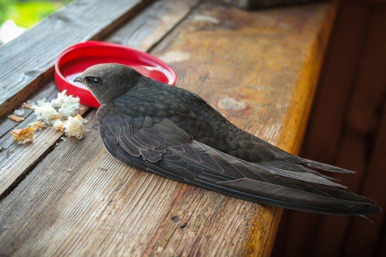 Стриж – фото птицы