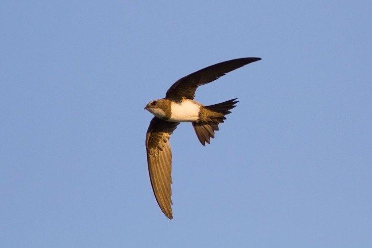 Белобрюхий стриж