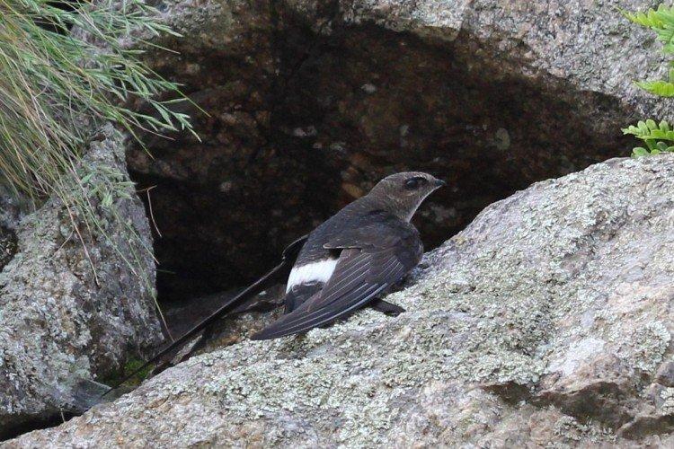 Белопоясный стриж