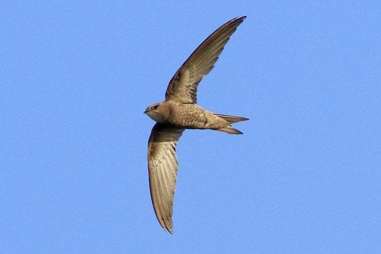 Бледный стриж