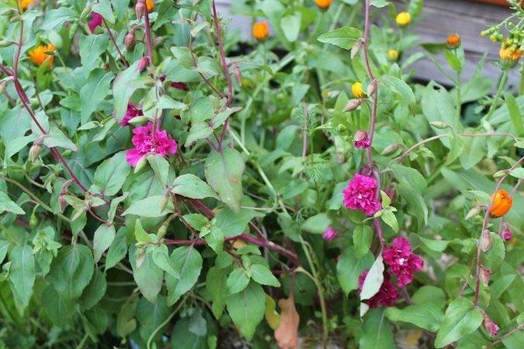 Борьба с вредителями и болезнями