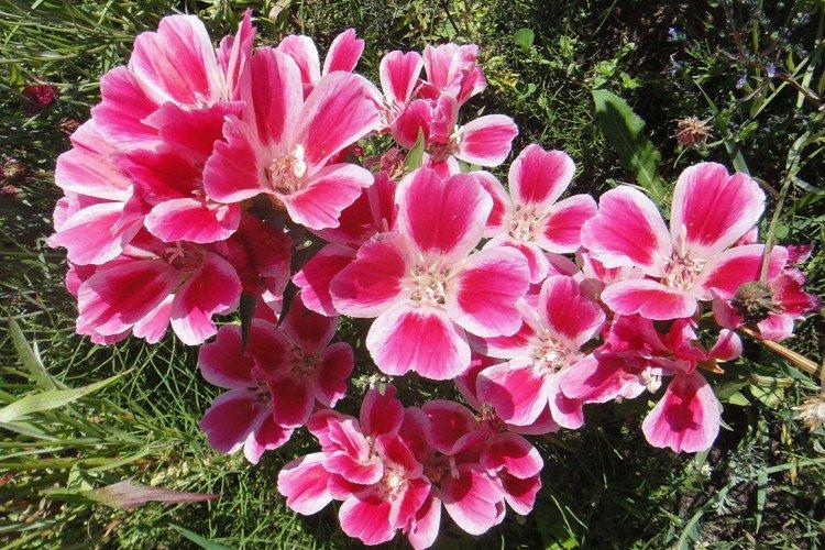 Кларкия – фото