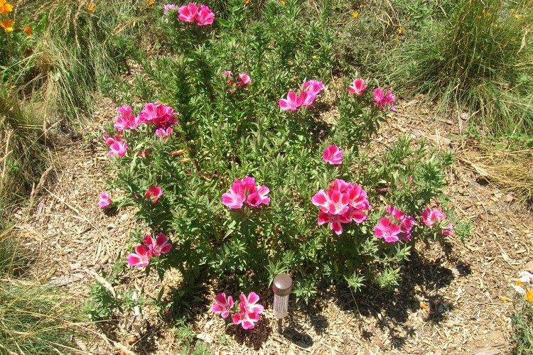 Кларкия – фото