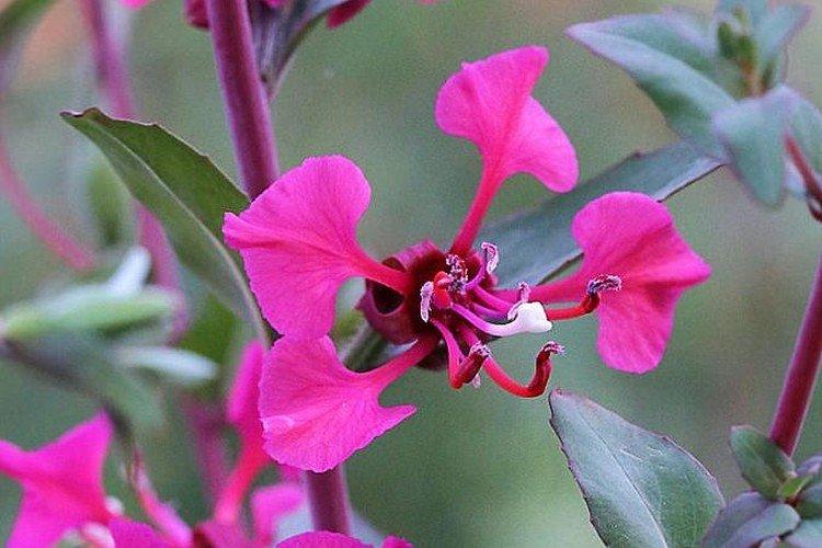 Кларкия – фото