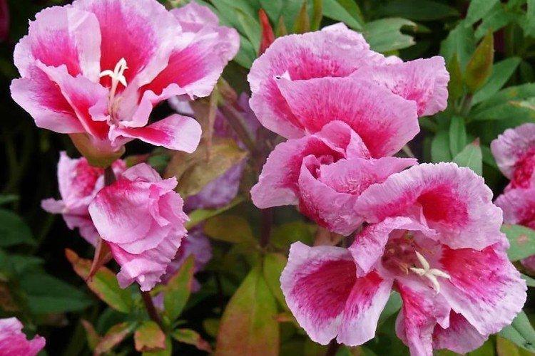 Кларкия – фото