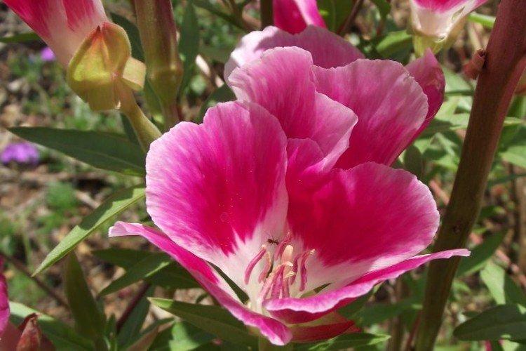 Кларкия – фото