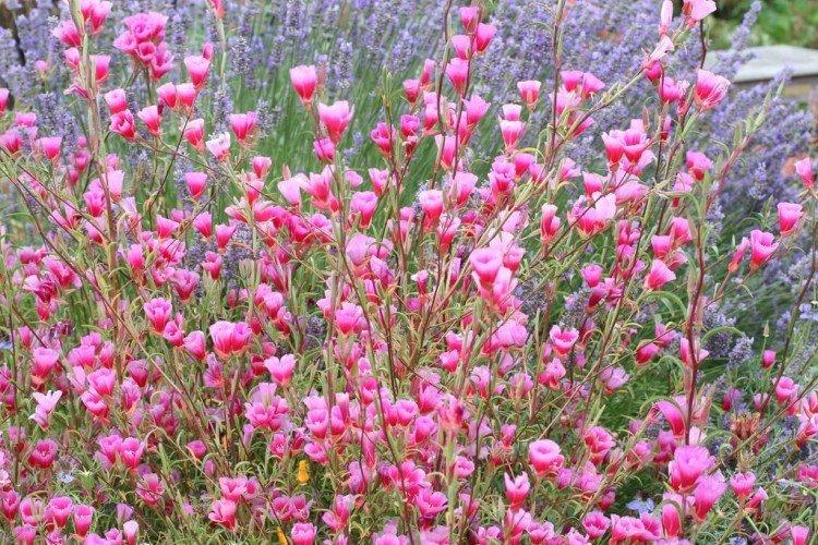 Кларкия – фото