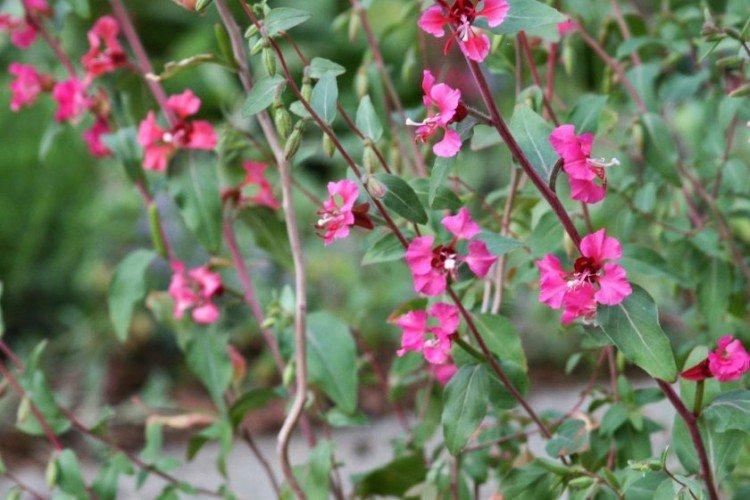 Кларкия – фото